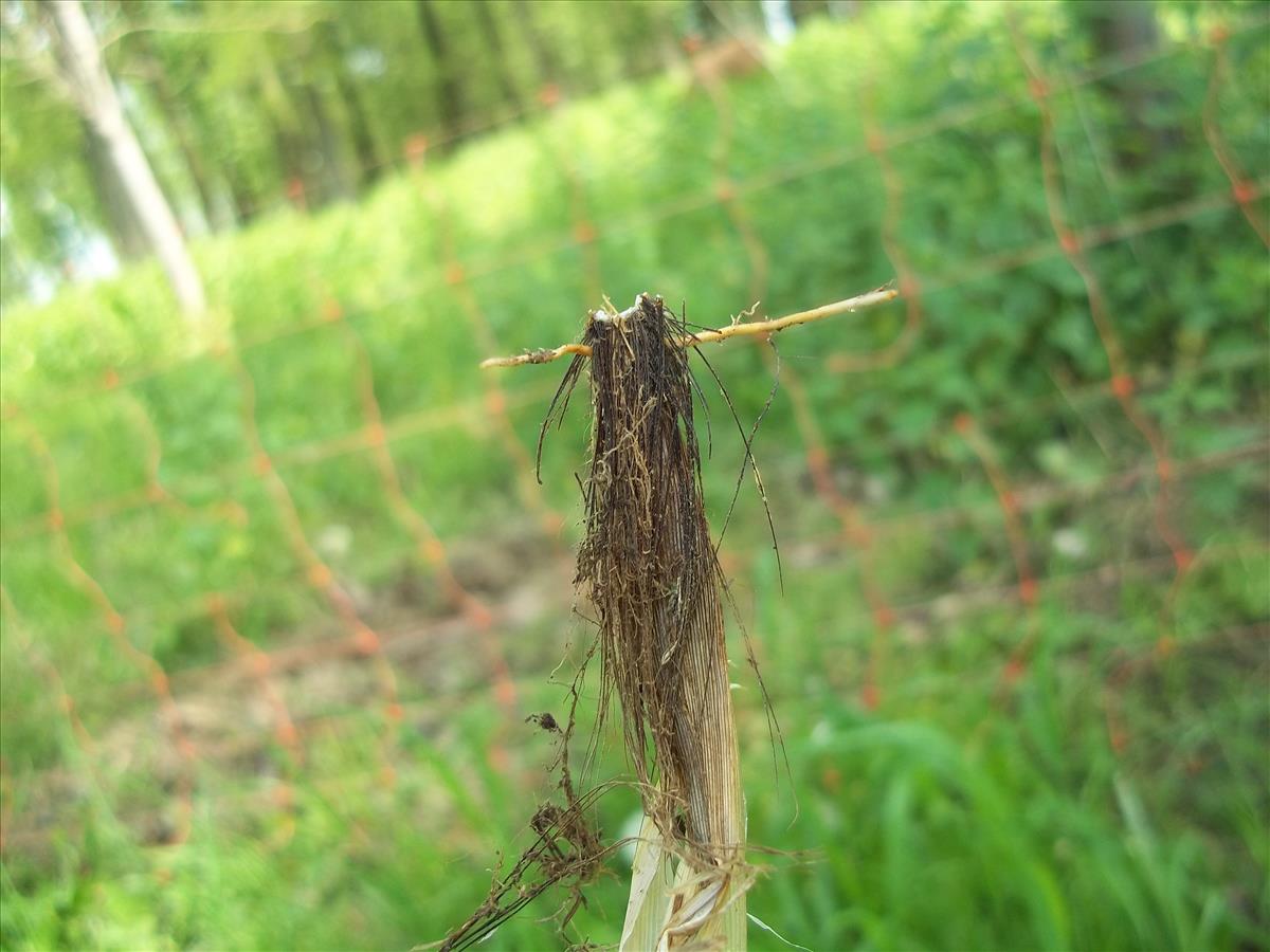 Carex vulpina (door Tim van de Vondervoort)