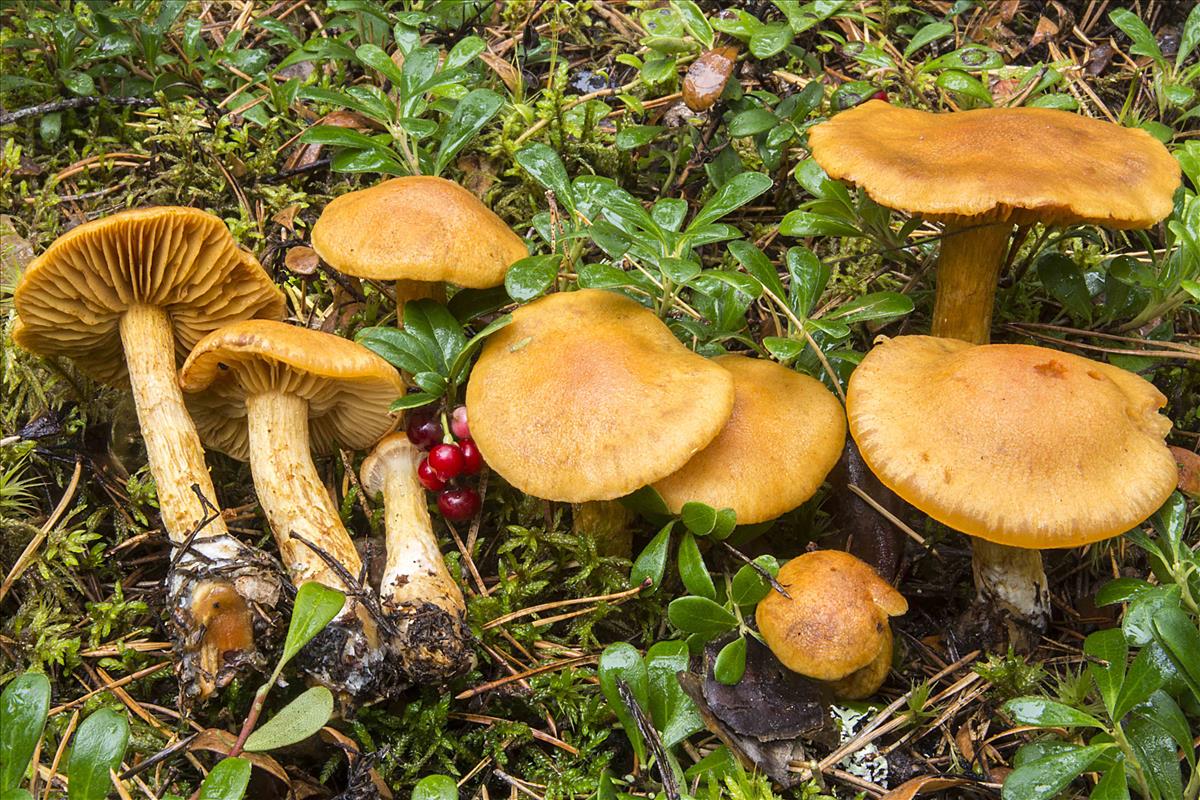 Cortinarius callisteus (door Nico Dam)