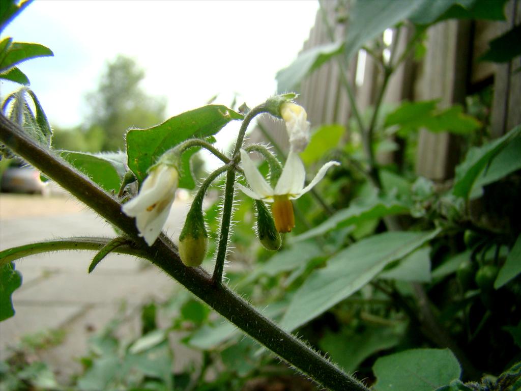 Solanum nigrum subsp. schultesii (door Joop Verburg)