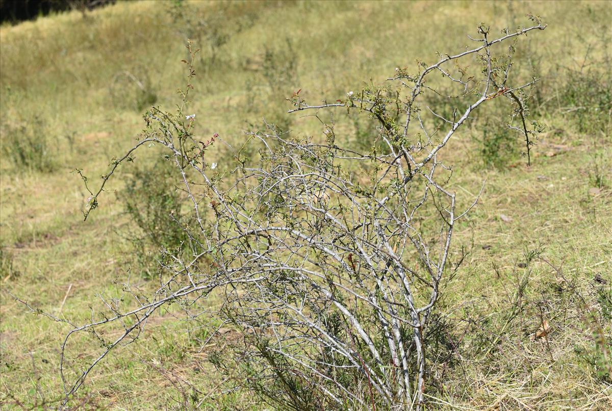 Rosa x bishopii (door Jan Klinckenberg)