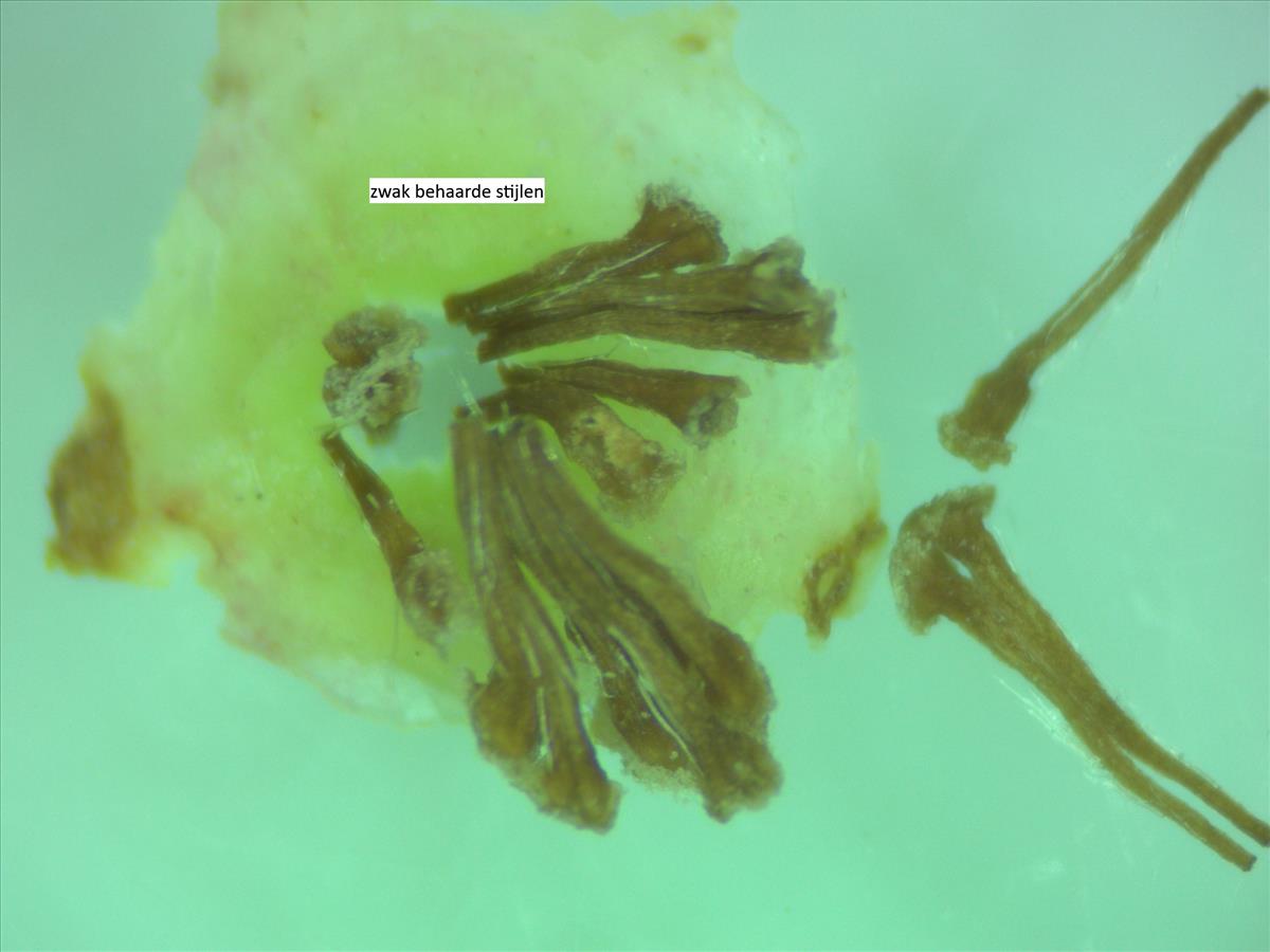 Rosa x bishopii (door Jan Klinckenberg)