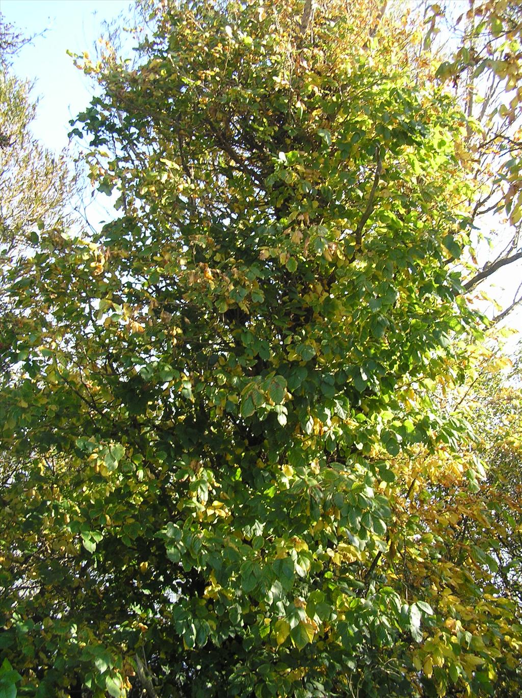 Rhus radicans (door Frank van Gessele)