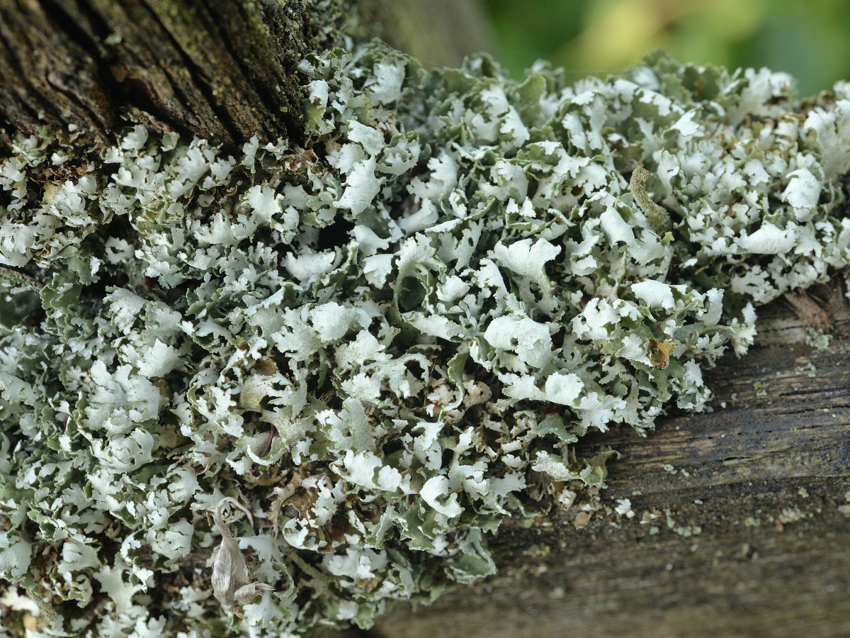 Cladonia foliacea (door Jan Freijer)