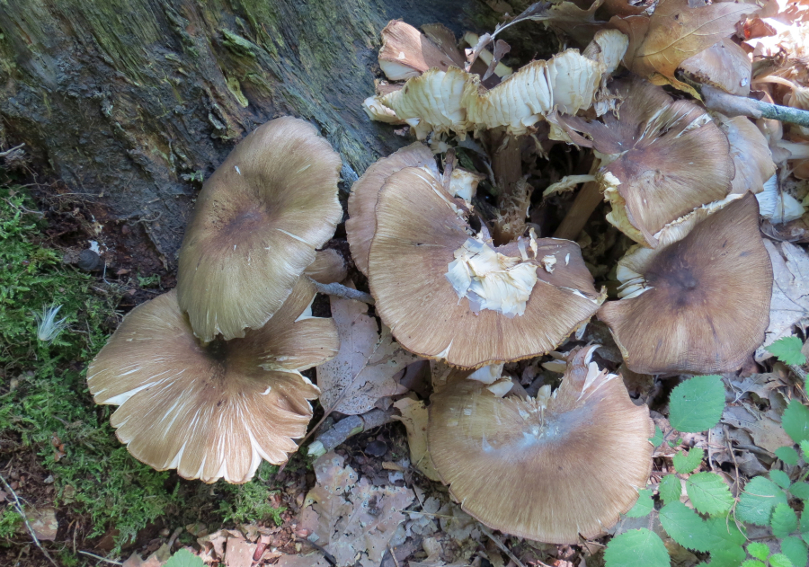 Megacollybia platyphylla (door Paul Coene)