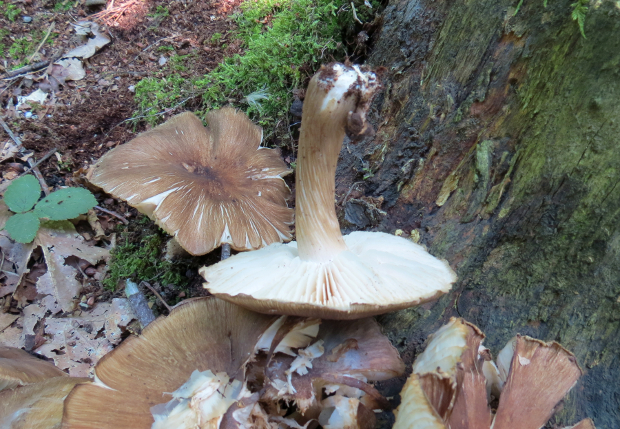 Megacollybia platyphylla (door Paul Coene)