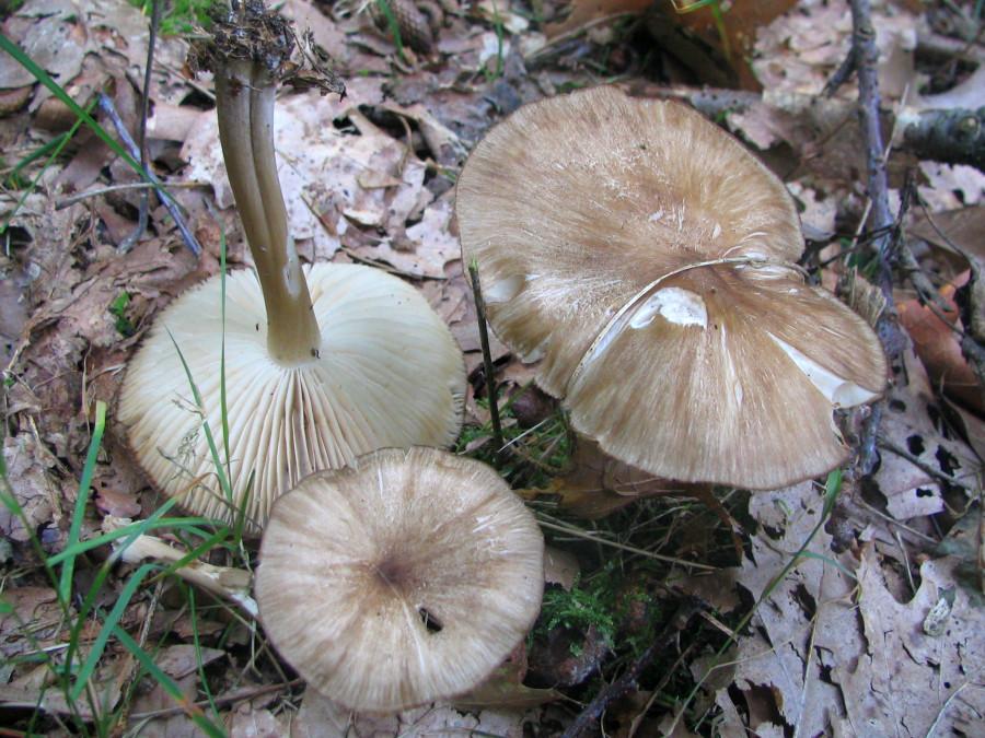 Megacollybia platyphylla (door Paul Coene)