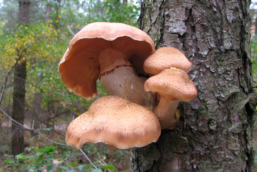 Armillaria ostoyae (door Paul Coene)