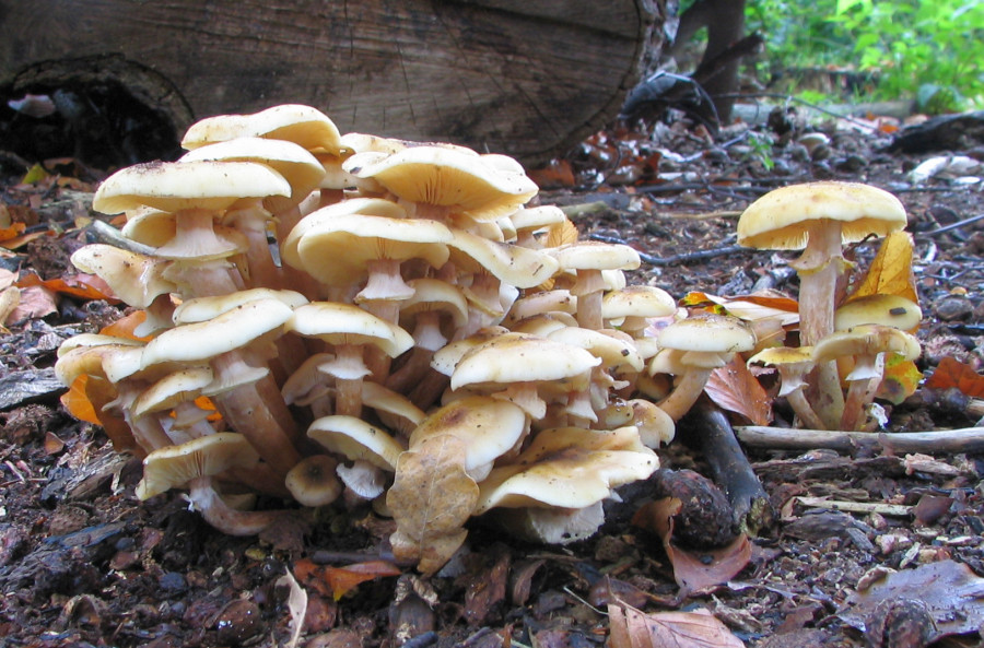 Armillaria mellea (door Paul Coene)