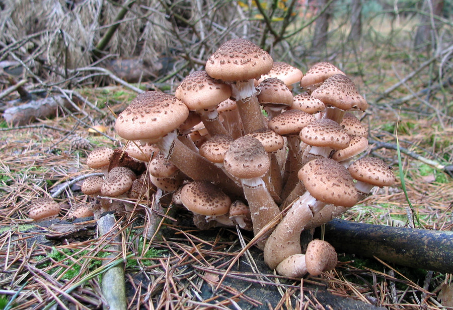 Armillaria ostoyae (door Paul Coene)