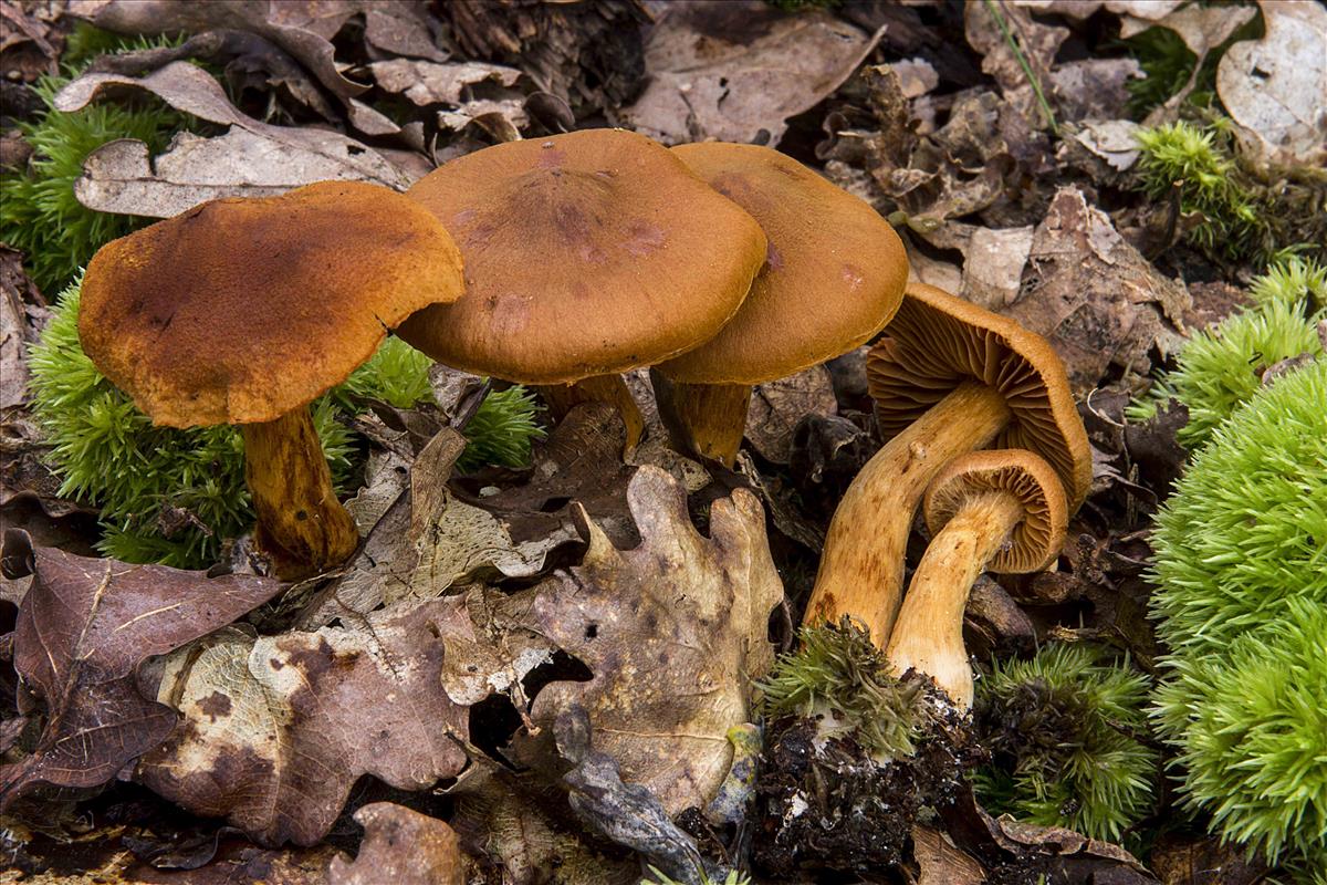 Cortinarius rubellus (door Nico Dam)