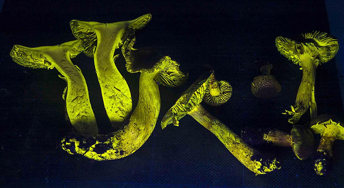 Cortinarius melanotus (door Nico Dam)