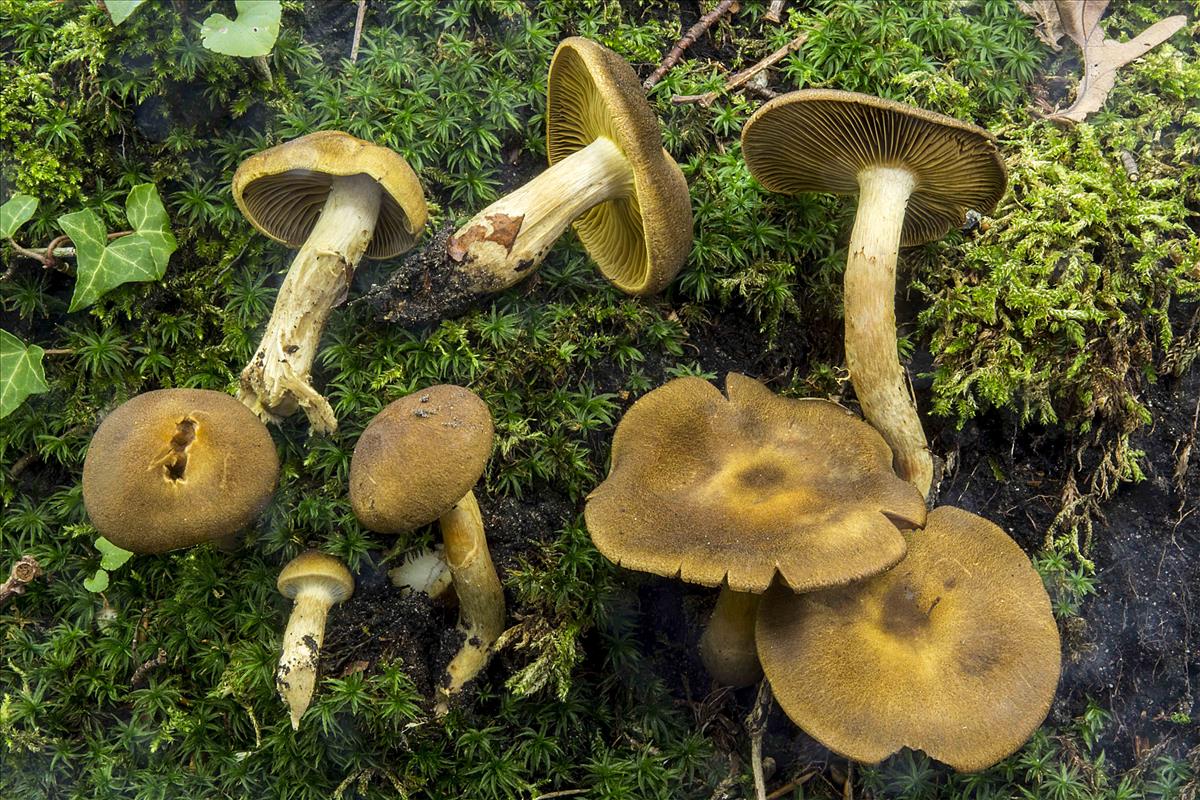 Cortinarius melanotus (door Nico Dam)