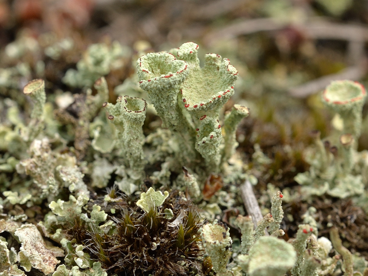 Cladonia coccifera (door Jan Freijer)