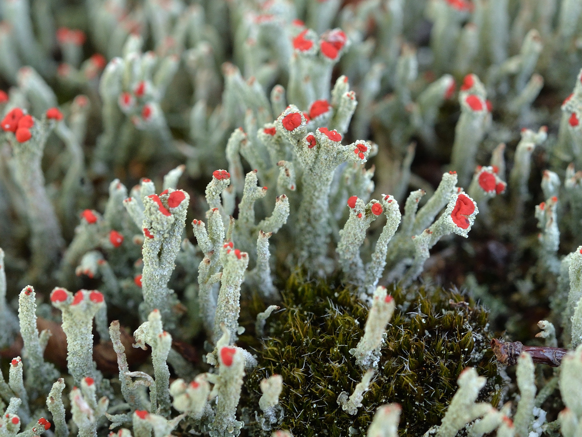 Cladonia floerkeana (door Jan Freijer)