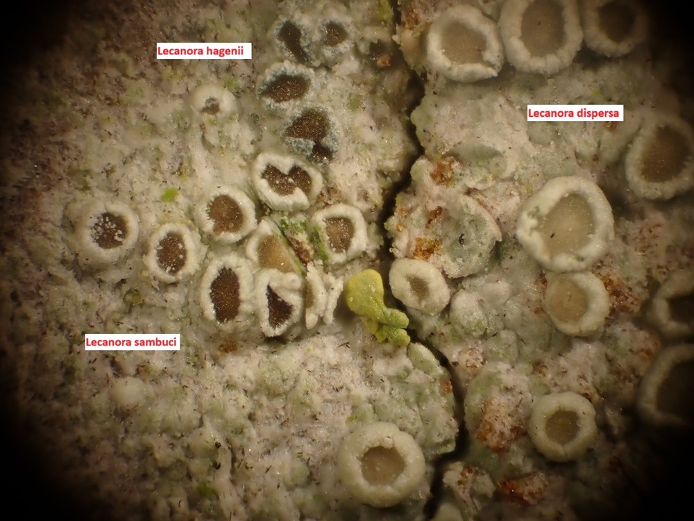 Myriolecis sambuci (door Lukas Verboom)
