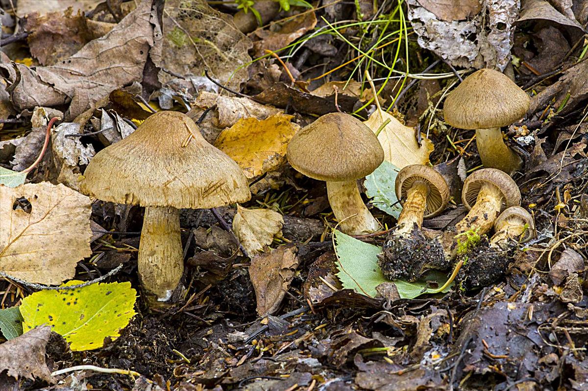Cortinarius raphanoides (door André de Haan)