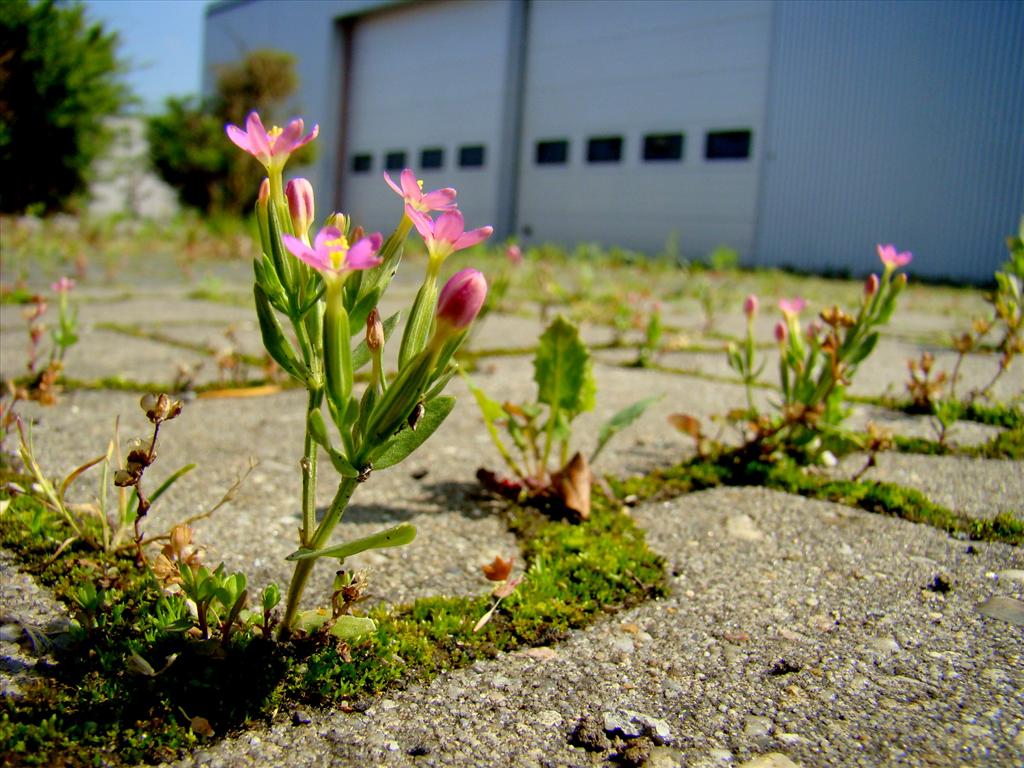 Centaurium pulchellum (door Joop Verburg)