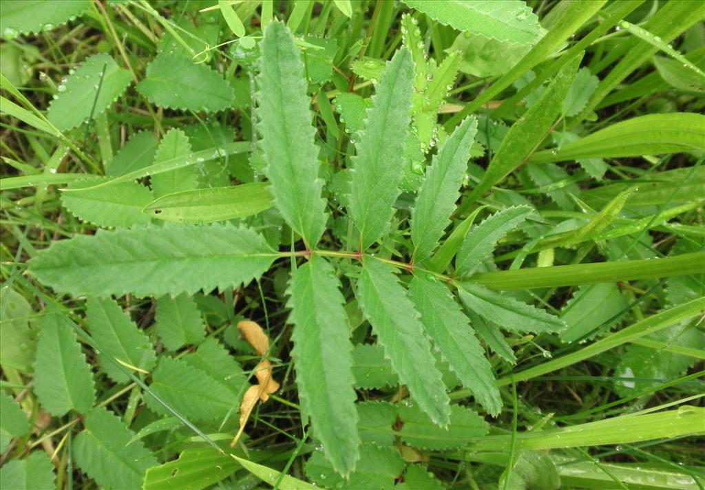 Sanguisorba officinalis (door Bert Verbruggen)