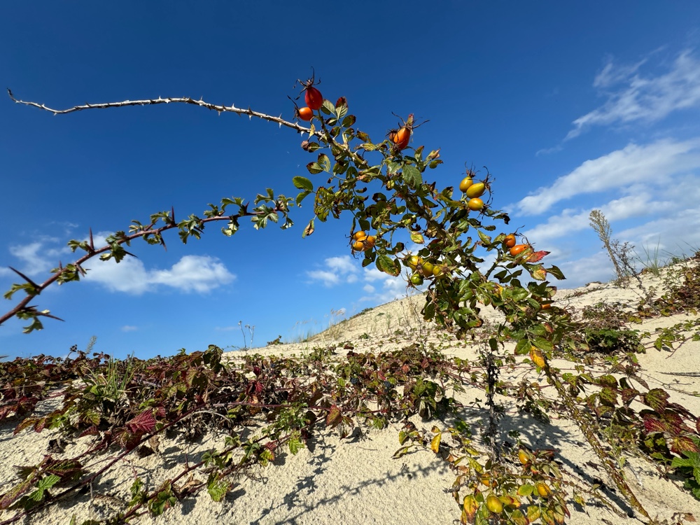 Rosa x margerisonii (door Nathalie De Somer)