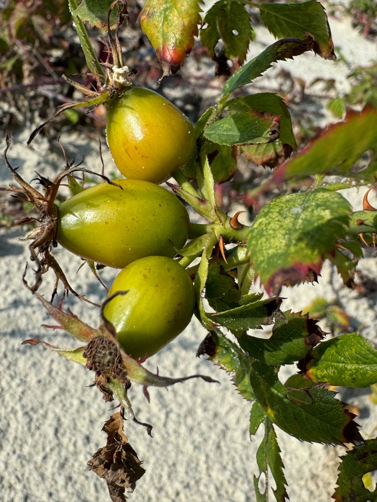 Rosa x margerisonii (door Nathalie De Somer)