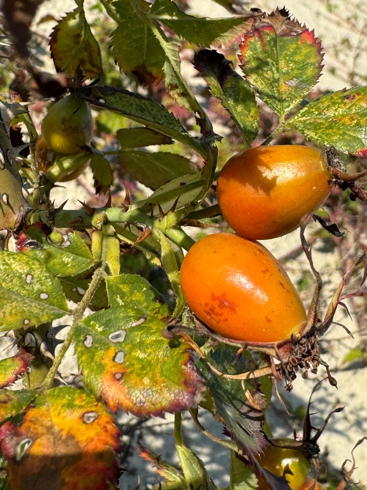 Rosa x margerisonii (door Nathalie De Somer)