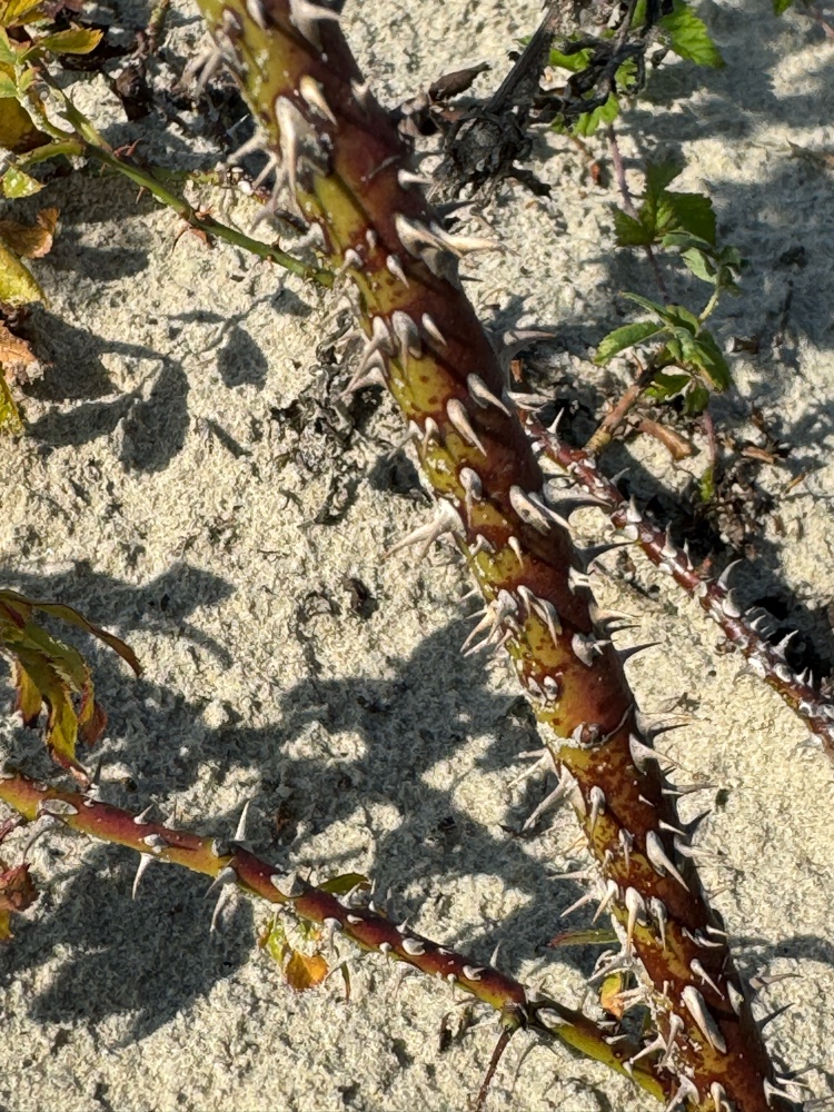 Rosa x margerisonii (door Nathalie De Somer)