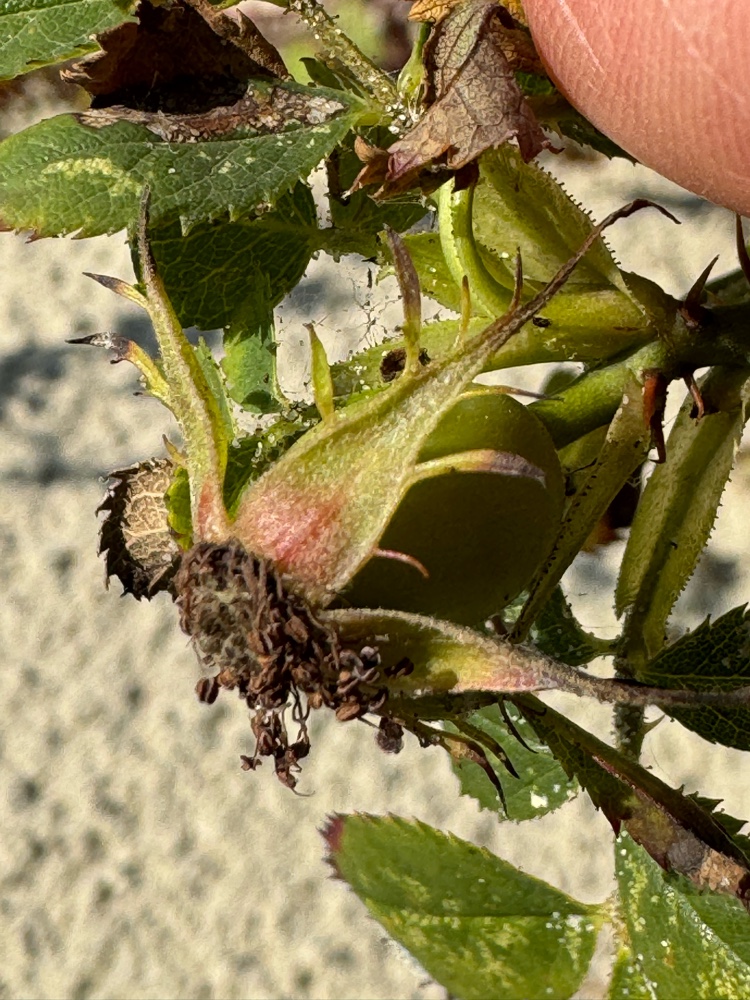 Rosa x margerisonii (door Nathalie De Somer)