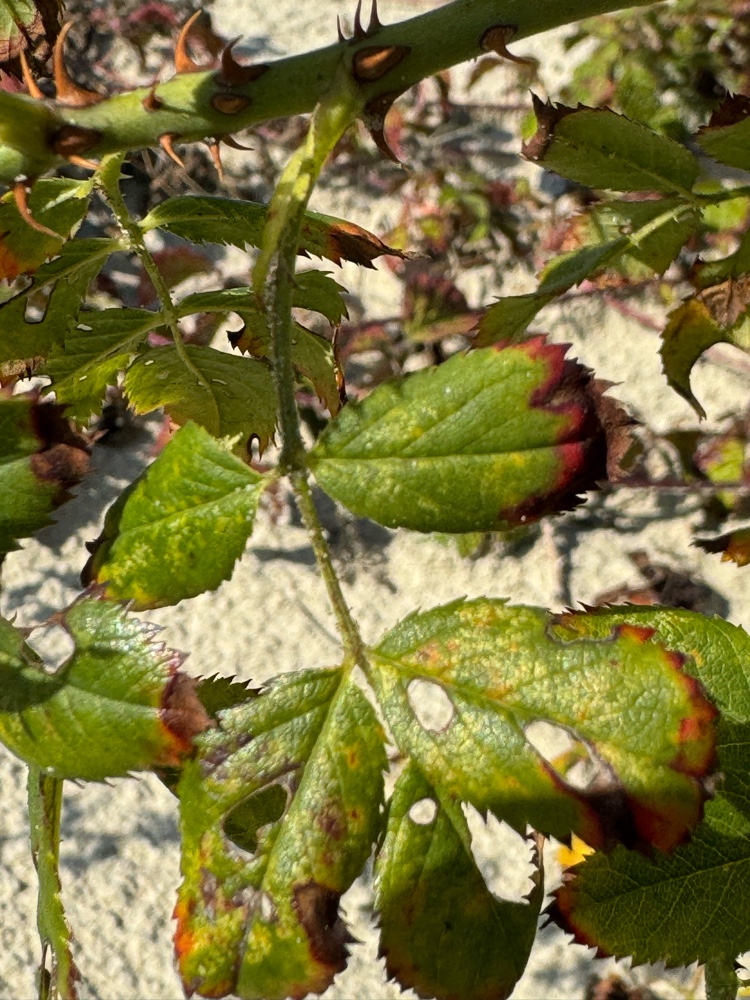 Rosa x margerisonii (door Nathalie De Somer)