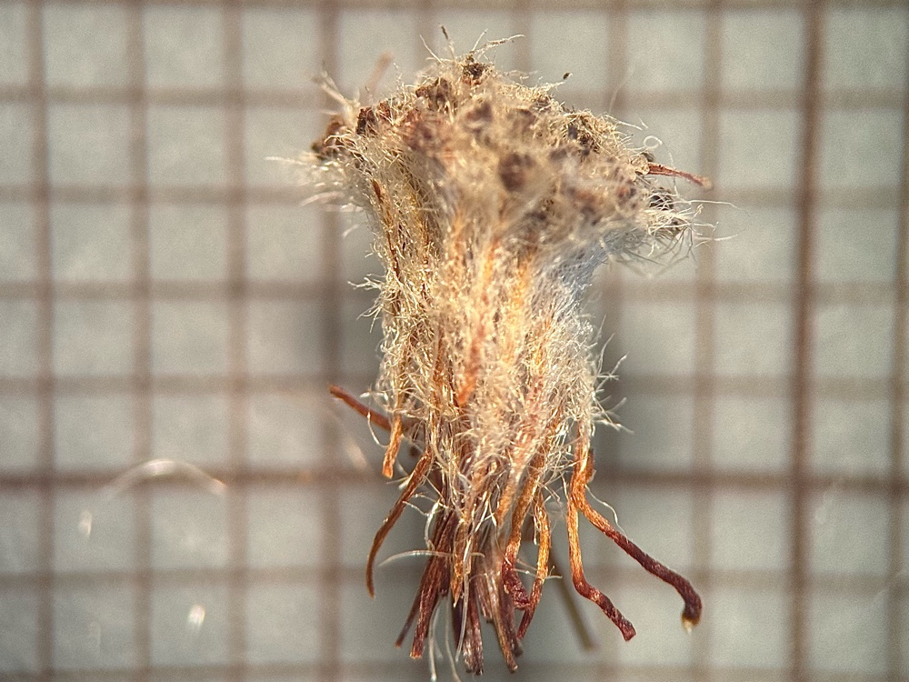 Rosa x margerisonii (door Nathalie De Somer)