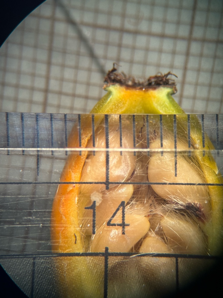 Rosa x margerisonii (door Nathalie De Somer)