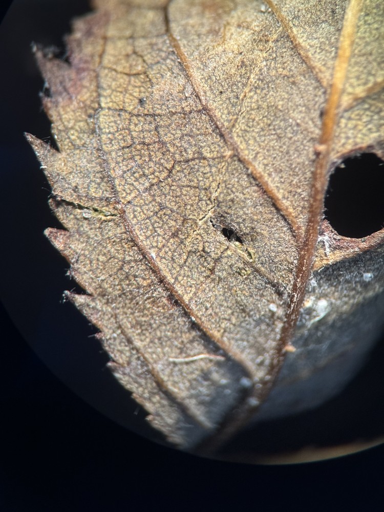 Rosa x margerisonii (door Nathalie De Somer)