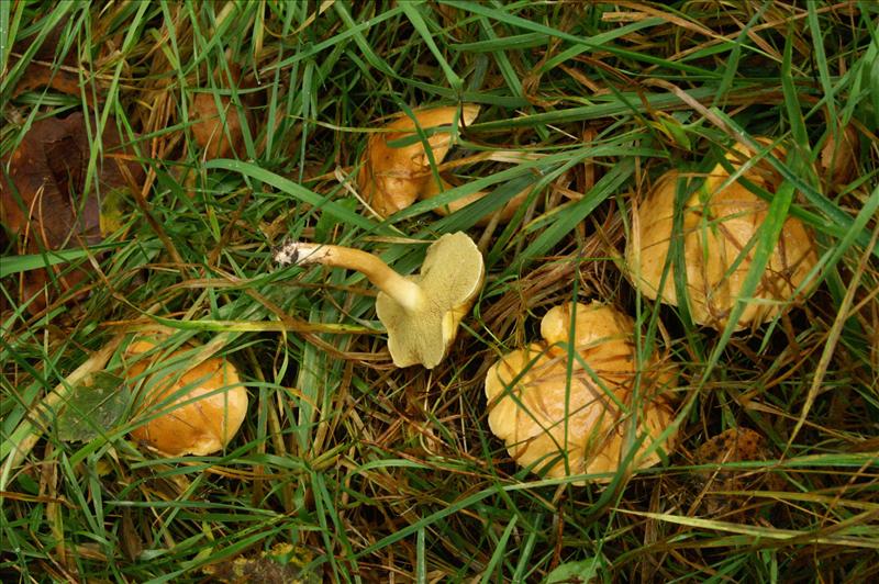 Suillus bovinus (door Hannie Wijers)