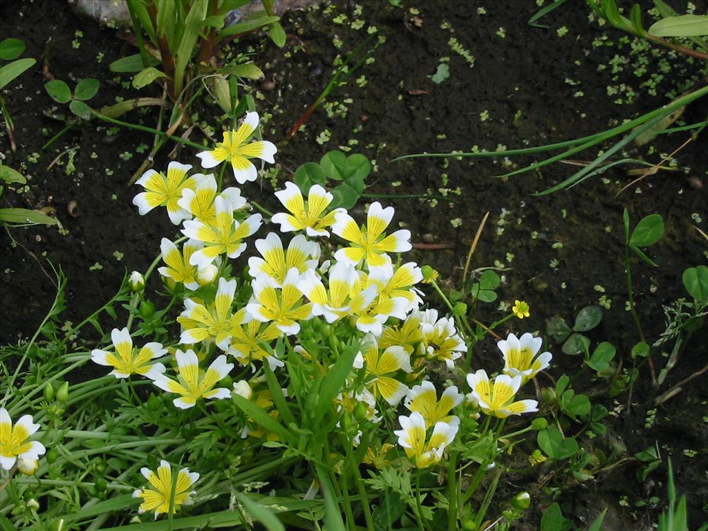 Limnanthes douglasii (door Hinko Talsma)