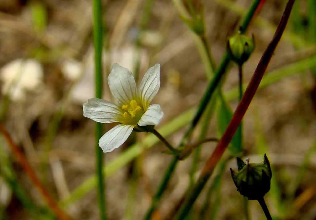 Linum catharticum (door Joop Verburg)