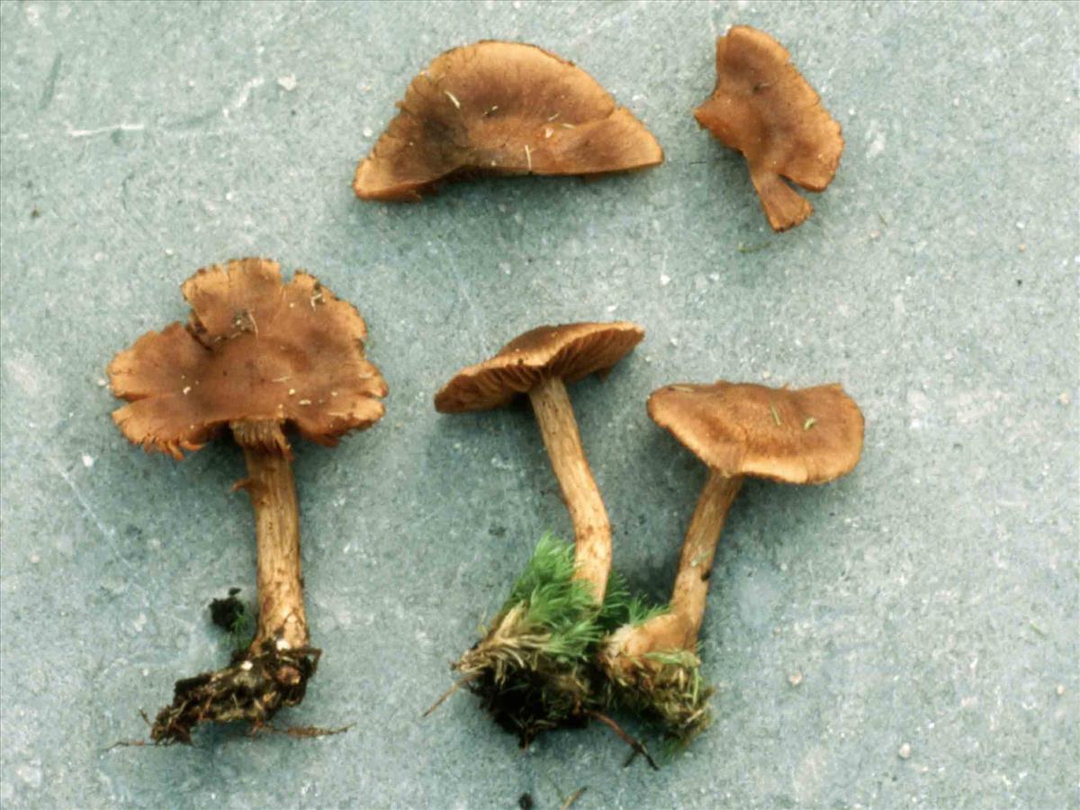 Cortinarius dryoraphanoides (door André de Haan)