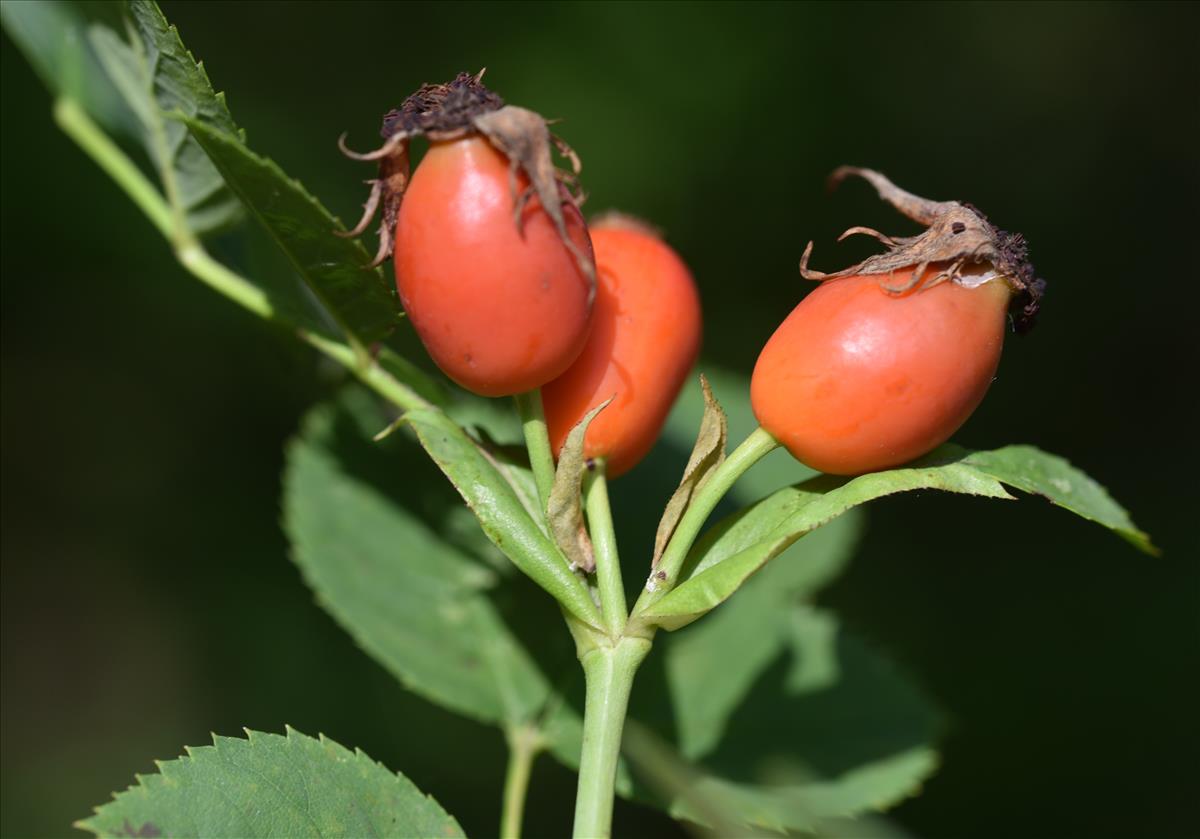 Rosa x insignis (door Jan Klinckenberg)