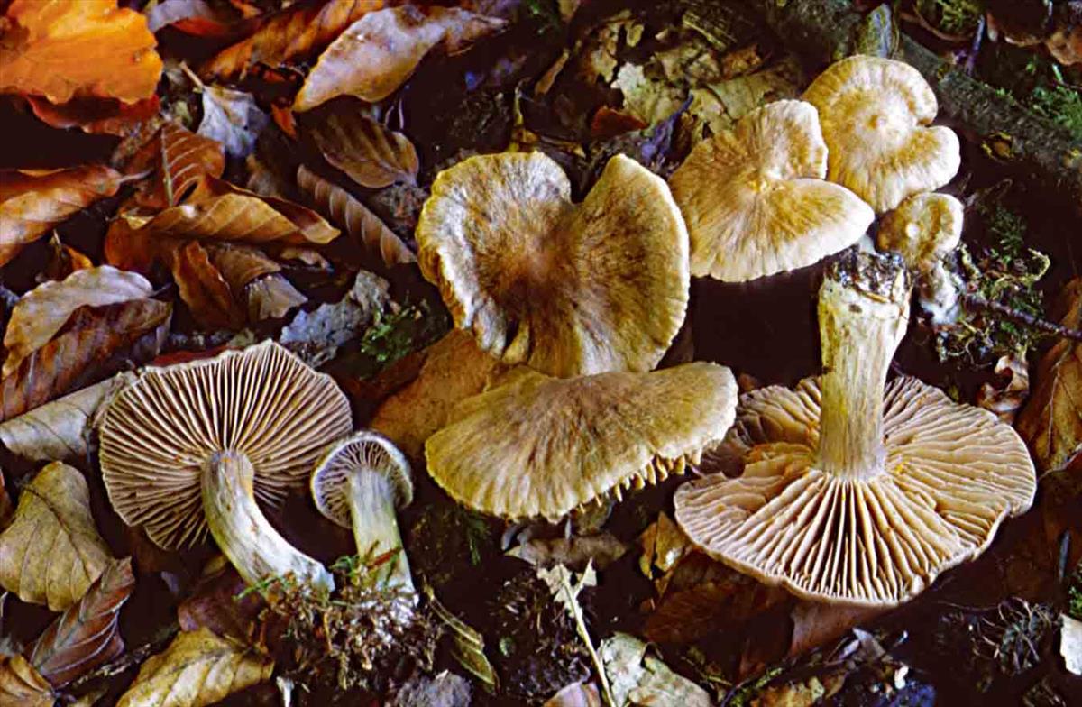 Cortinarius valgus (door André de Haan)