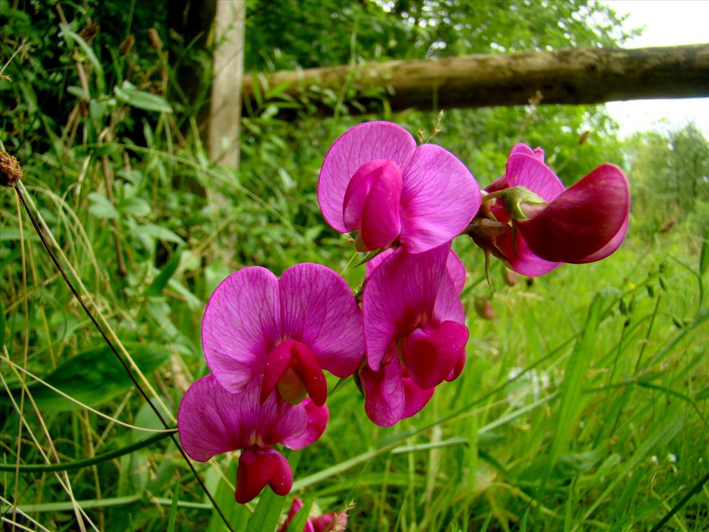 Lathyrus latifolius (door Joop Verburg)