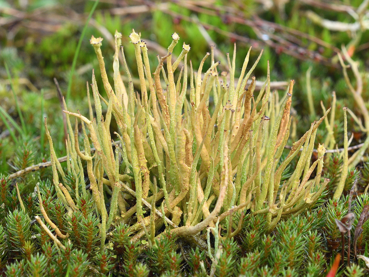 Cladonia gracilis (door Jan Freijer)