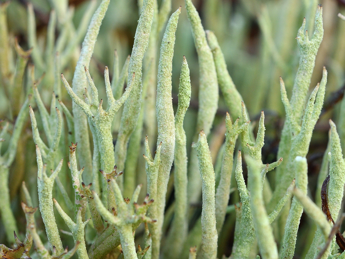 Cladonia subulata (door Jan Freijer)