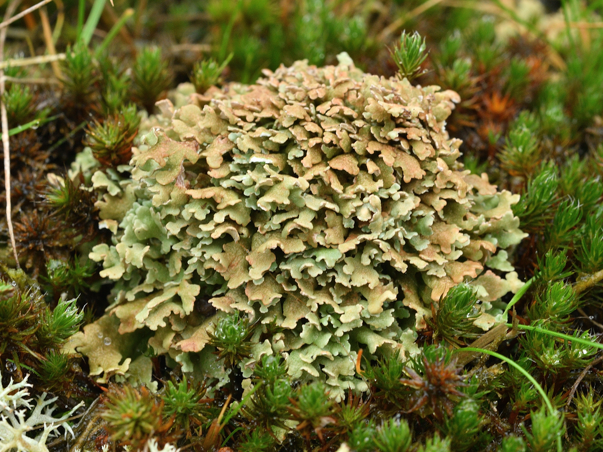 Cladonia strepsilis (door Jan Freijer)
