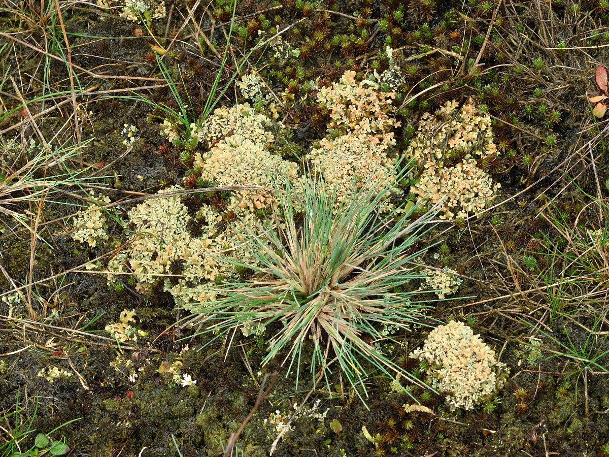 Cladonia strepsilis (door Jan Freijer)