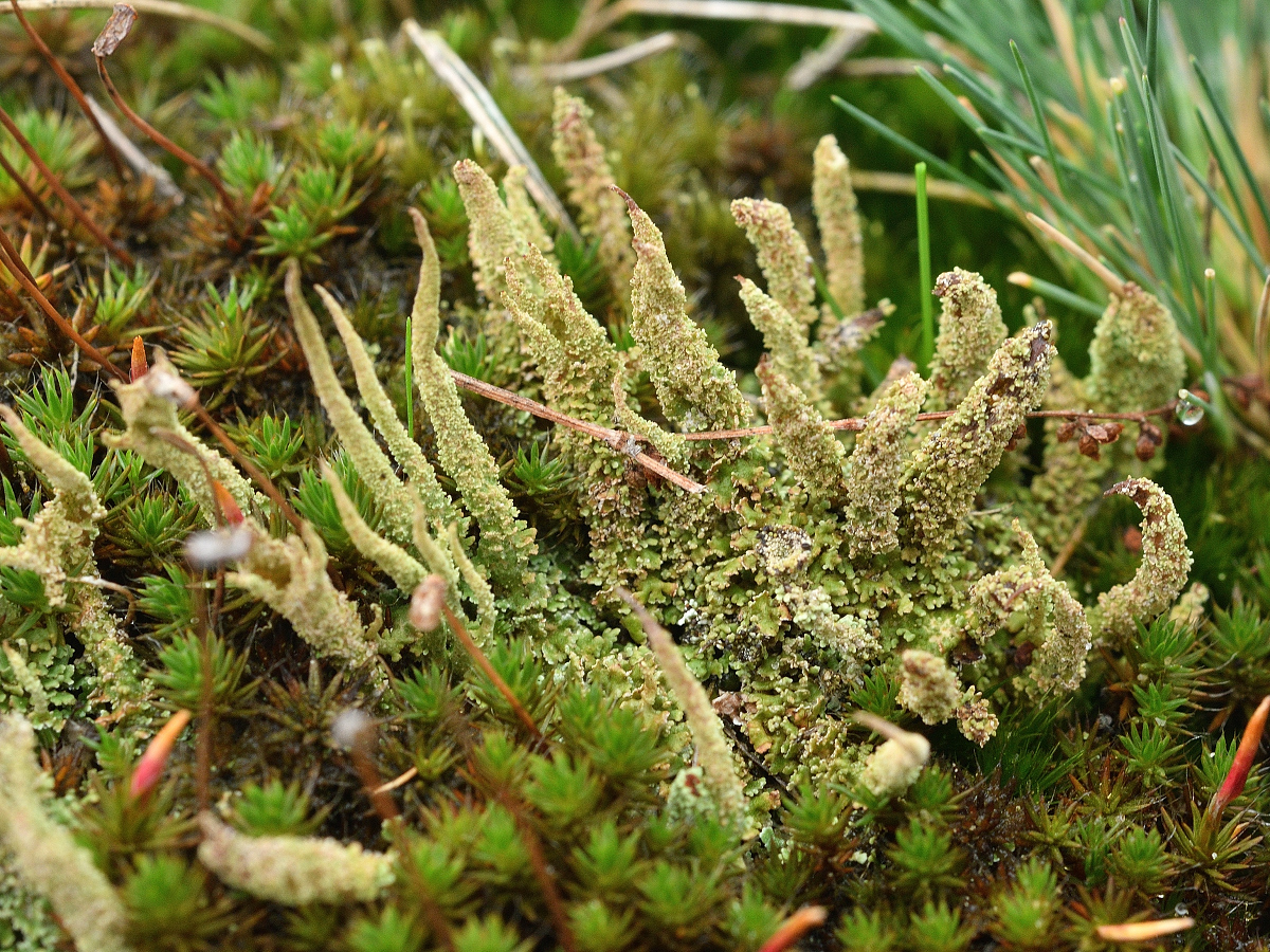 Cladonia glauca (door Jan Freijer)