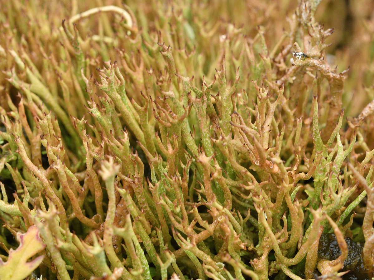 Cladonia crispata (door Jan Freijer)