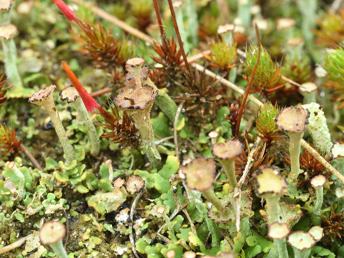 Cladonia verticillata (door Jan Freijer)