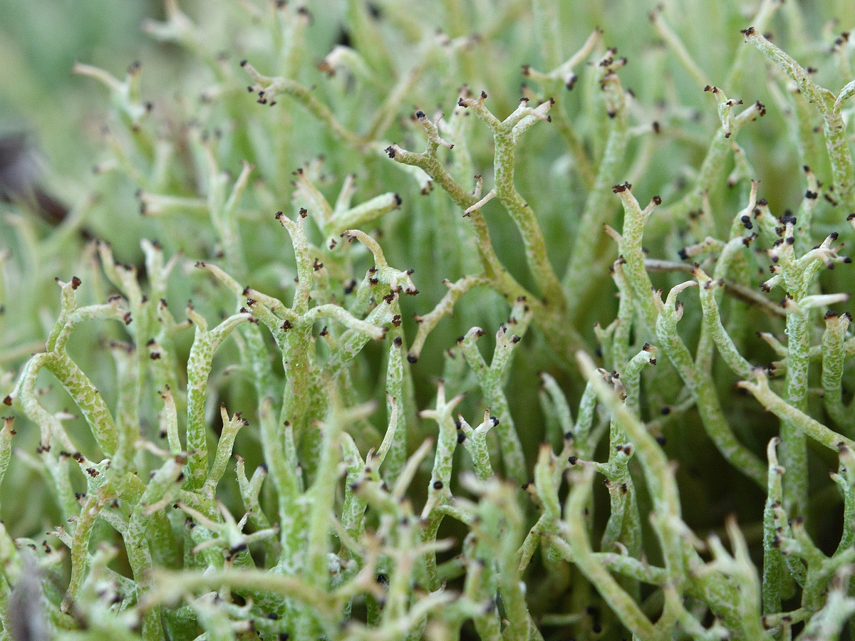 Cladonia furcata (door Jan Freijer)