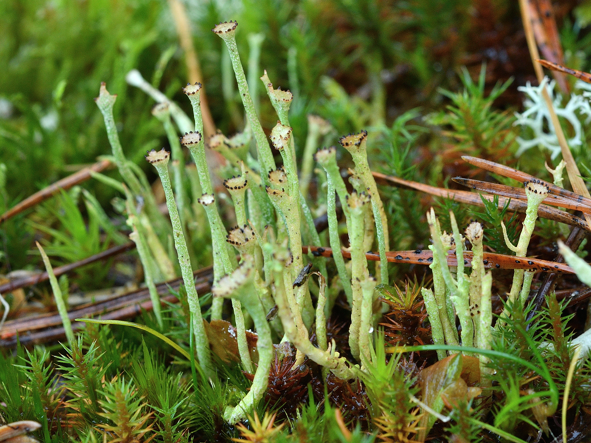 Cladonia gracilis (door Jan Freijer)