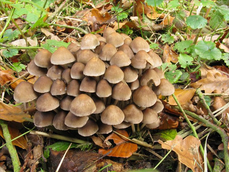 Psathyrella multipedata (door Hannie Wijers)