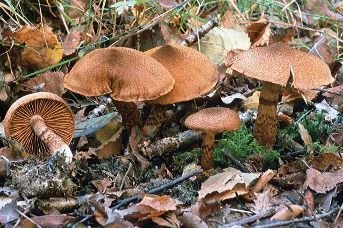 Cortinarius pholideus (door André de Haan)
