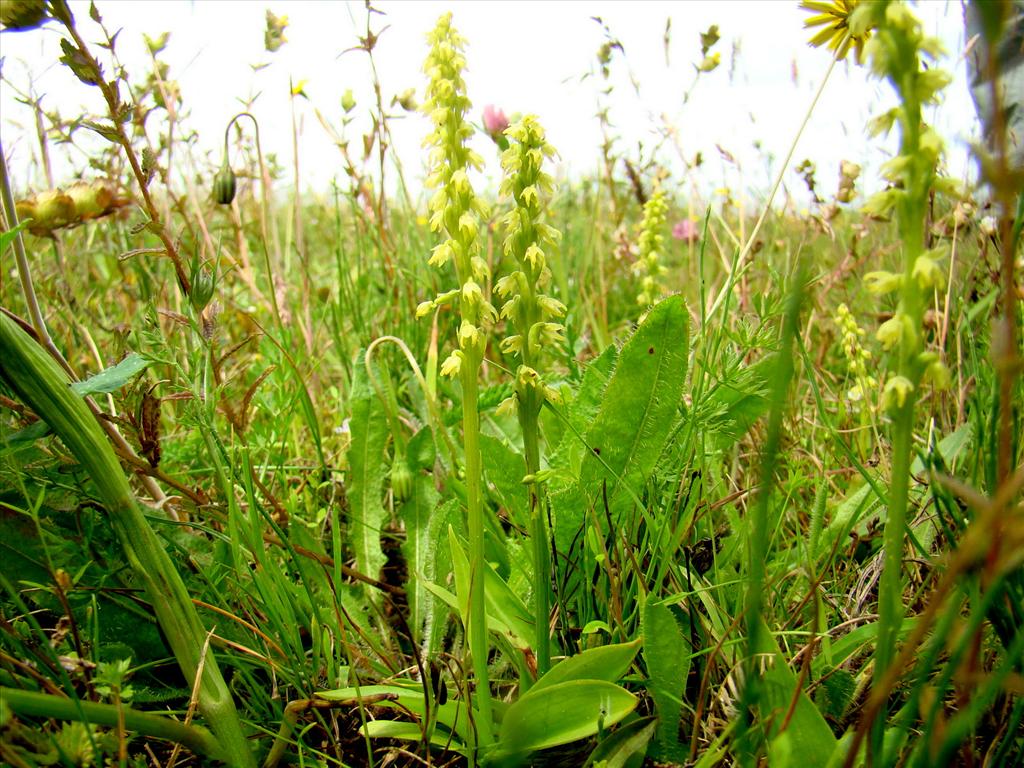 Herminium monorchis (door Joop Verburg)